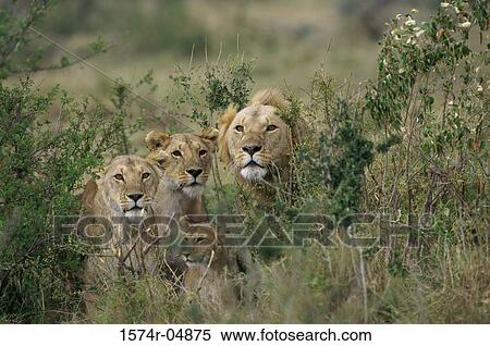 Stock Photography - Group of African lions in the forest (Panthera leo). Fotosearch