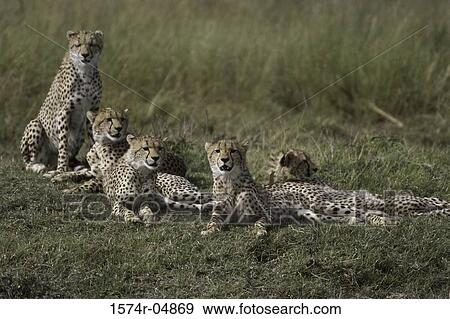 Group of cheetahs sitting on the grass (Acinonyx jubatus) View Large Photo Image Stock Photo - Group of cheetahs sitting on the grass (Acinonyx jubatus). Fotosearch