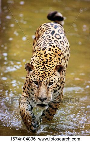 High angle view of a jaguar walking through the water (Panthera onca) View Large Photo Image Stock Photograph - High angle view of a jaguar walking through the water (Panthera onca). Fotosearch