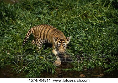 High angle view of a tiger (Panthera tigris) View Large Photo Image Stock Image - High angle view of a tiger (Panthera tigris). Fotosearch