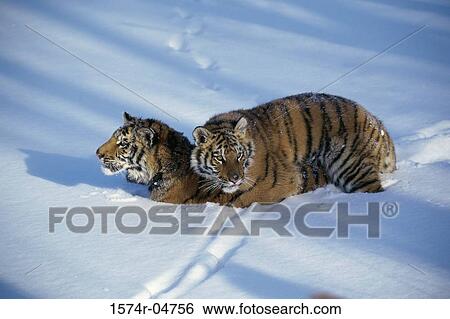 High angle view of two Siberian Tigers mating in the snow (Panthera tigris altaica) View Large Photo Image Stock Photograph - High angle view of two Siberian Tigers mating in the snow (Panthera tigris altaica). Fotosearch