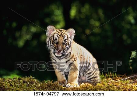 Indochinese Tiger cub sitting in the forest (Panthera tigris corbetti) View Large Photo Image Stock Photo - Indochinese Tiger cub sitting in the forest (Panthera tigris corbetti). Fotosearch