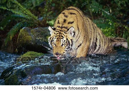 Indochinese Tiger in the forest (Panthera tigris corbetti) View Large Photo Image Stock Photograph - Indochinese Tiger in the forest (Panthera tigris corbetti). Fotosearch