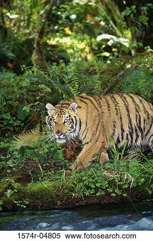 Indochinese Tiger in the forest (Panthera tigris corbetti) View Large Photo Image Stock Photography - Indochinese Tiger in the forest (Panthera tigris corbetti). Fotosearch