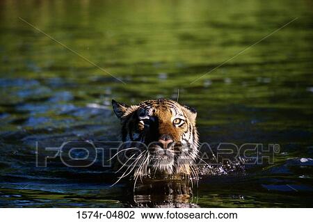 Indochinese Tiger in water (Panthera tigris corbetti) View Large Photo Image Stock Image - Indochinese Tiger in water (Panthera tigris corbetti). Fotosearch