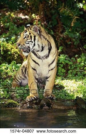 Stock Photo - Indochinese Tiger sitting in the forest (Panthera tigris corbetti). Fotosearch