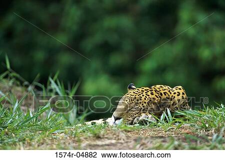 Jaguar sleeping (Panthera onca) View Large Photo Image Stock Image - Jaguar sleeping (Panthera onca). Fotosearch