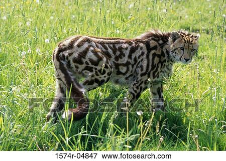 King Cheetah walking in the forest (Acinonyx jubatus rex) View Large Photo Image Stock Photo - King Cheetah walking in the forest (Acinonyx jubatus rex). Fotosearch