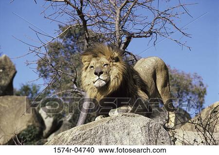 Stock Image - Low angle view of an African lion on a rock (Panthera leo). Fotosearch