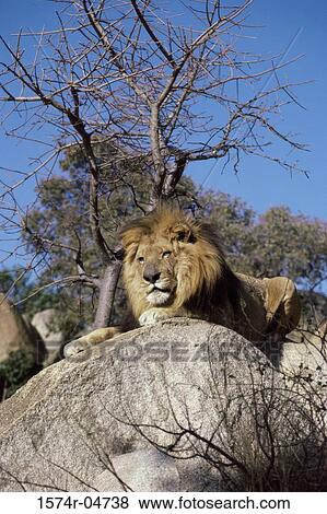 Stock Photo - Low angle view of an African lion sitting on a rock (Panthera leo). Fotosearch