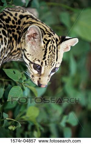 Ocelot looking down (Leopardus pardalis) View Large Photo Image Stock Photo - Ocelot looking down (Leopardus pardalis). Fotosearch
