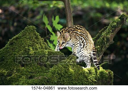 Stock Image - Ocelot on a tree (Leopardus pardalis). Fotosearch