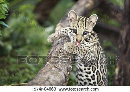 Stock Image - Ocelot on a tree (Leopardus pardalis). Fotosearch