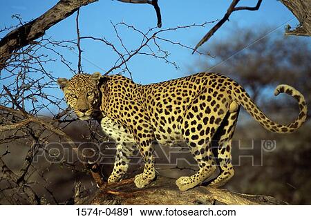Portrait of an African Leopard (Panthera pardus) View Large Photo Image Stock Image - Portrait of an African Leopard (Panthera pardus). Fotosearch