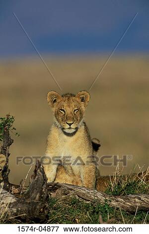 Portrait of an African lion cub ((Panthera leo) View Large Photo Image Stock Photo - Portrait of an African lion cub ((Panthera leo). Fotosearch