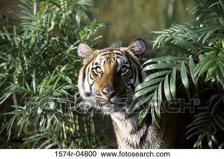 Portrait of an Indochinese Tiger (Panthera tigris corbetti) View Large Photo Image Stock Image - Portrait of an Indochinese Tiger (Panthera tigris corbetti). Fotosearch