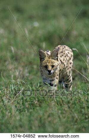 Serval Cat walking in the grass (Leptailurus serval) View Large Photo Image Stock Image - Serval Cat walking in the grass (Leptailurus serval). Fotosearch