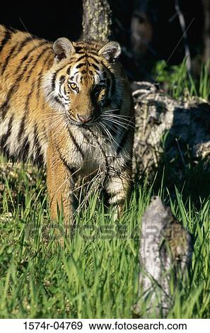 Siberian Tiger in the forest (Panthera tigris altaica) View Large Photo Image Stock Photo - Siberian Tiger in the forest (Panthera tigris altaica). Fotosearch