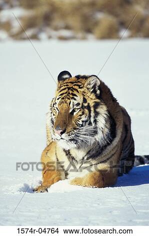 Siberian Tiger lying in the snow (Panthera tigris altaica) View Large Photo Image Picture - Siberian Tiger lying in the snow (Panthera tigris altaica). Fotosearch
