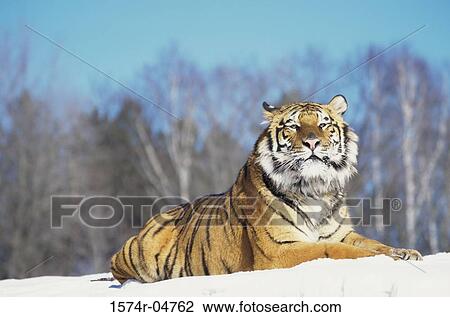 Siberian Tiger lying in the snow (Panthera tigris altaica) View Large Photo Image Stock Image - Siberian Tiger lying in the snow (Panthera tigris altaica). Fotosearch