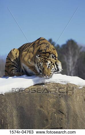 Siberian Tiger lying in the snow (Panthera tigris altaica) View Large Photo Image Stock Image - Siberian Tiger lying in the snow (Panthera tigris altaica). Fotosearch