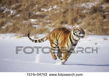 Siberian Tiger running in the snow (Panthera tigris altaica) View Large Photo Image Stock Image - Siberian Tiger running in the snow (Panthera tigris altaica). Fotosearch