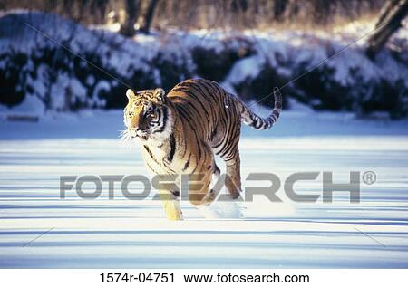 Stock Image - Siberian Tiger running in the snow (Panthera tigris altaica). Fotosearch