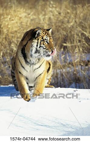Siberian Tiger sitting in the snow (Panthera tigris altaica) View Large Photo Image Picture - Siberian Tiger sitting in the snow (Panthera tigris altaica). Fotosearch