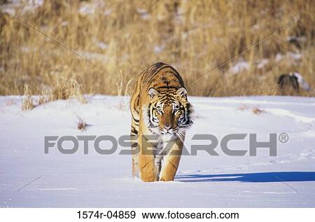 Siberian Tiger standing in the snow (Panthera tigris altaica) View Large Photo Image Stock Photo - Siberian Tiger standing in the snow (Panthera tigris altaica). Fotosearch