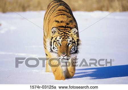 Siberian Tiger walking in the snow (Panthera tigris altaica) View Large Photo Image Stock Image - Siberian Tiger walking in the snow (Panthera tigris altaica). Fotosearch