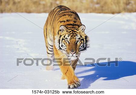 Siberian Tiger walking in the snow (Panthera tigris altaica) View Large Photo Image Stock Image - Siberian Tiger walking in the snow (Panthera tigris altaica). Fotosearch