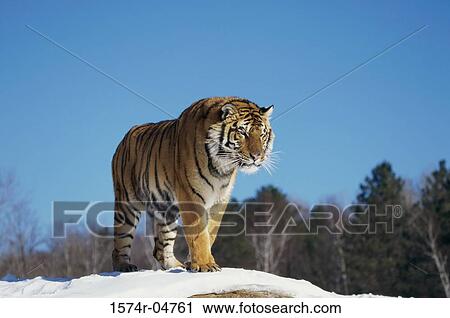 Siberian Tiger walking in the snow (Panthera tigris altaica) View Large Photo Image Stock Image - Siberian Tiger walking in the snow (Panthera tigris altaica). Fotosearch