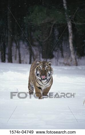Stock Photo - Siberian Tiger walking in the snow (Panthera tigris altaica). Fotosearch