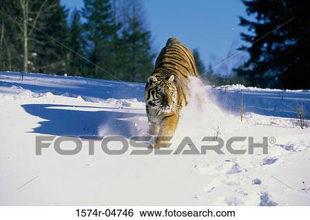 Siberian Tiger walking in the snow (Panthera tigris altaica) View Large Photo Image Stock Photograph - Siberian Tiger walking in the snow (Panthera tigris altaica). Fotosearch