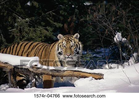 Stock Photograph - Siberian Tiger walking in the snow (Panthera tigris altaica). Fotosearch