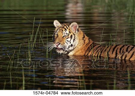 Picture - Side profile of a Bengal Tiger in water (Panthera tigris). Fotosearch