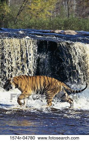 Side profile of a Bengal Tiger (Panthera tigris) View Large Photo Image Stock Image - Side profile of a Bengal Tiger (Panthera tigris). Fotosearch