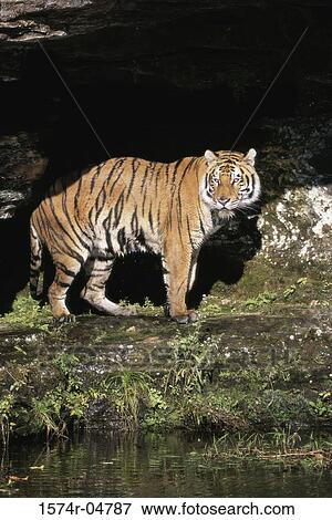 Stock Photo - Side profile of a Bengal Tiger (Panthera tigris). Fotosearch