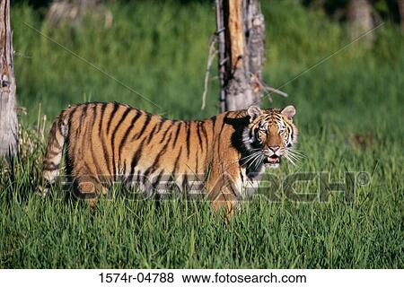 Side profile of a Bengal Tiger (Panthera tigris) View Large Photo Image Stock Photo - Side profile of a Bengal Tiger (Panthera tigris). Fotosearch