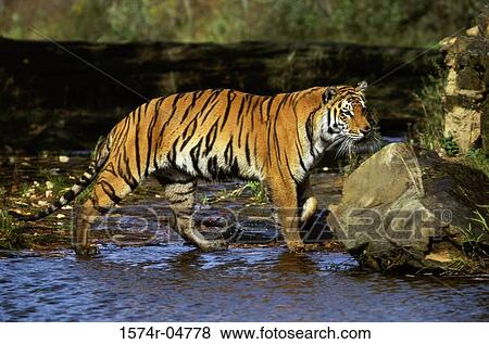 Side profile of a Bengal Tiger walking in water (Panthera tigris) View Large Photo Image Stock Photo - Side profile of a Bengal Tiger walking in water (Panthera tigris). Fotosearch