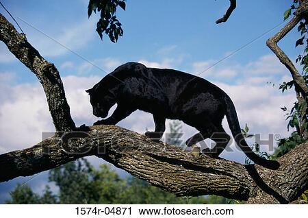 Side profile of a Black Leopard on a tree (Panthera pardus) View Large Photo Image Stock Image - Side profile of a Black Leopard on a tree (Panthera pardus). Fotosearch