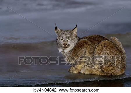 Side profile of a Canada Lynx squinting (Lynx canadensis) View Large Photo Image Stock Image - Side profile of a Canada Lynx squinting (Lynx canadensis). Fotosearch