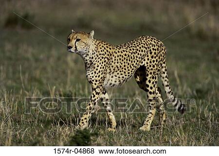 Side profile of a cheetah walking (Acinonyx jubatus) View Large Photo Image Stock Photo - Side profile of a cheetah walking (Acinonyx jubatus). Fotosearch