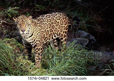 Side profile of a jaguar (Panthera onca) View Large Photo Image Stock Image - Side profile of a jaguar (Panthera onca). Fotosearch