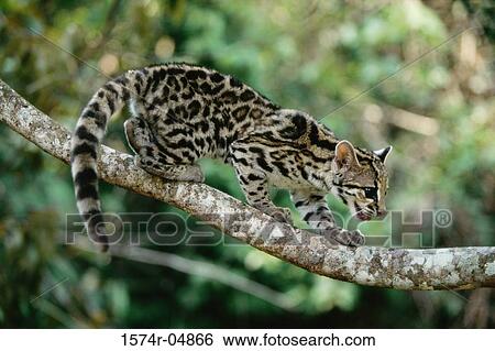 Side profile of a margay climbing on a tree, Brazil (Leopardus wiedii) View Large Photo Image Stock Photograph - Side profile of a margay climbing on a tree, Brazil (Leopardus wiedii). Fotosearch