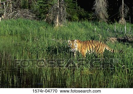 Side profile of a Siberian Tiger in the forest (Panthera tigris altaica) View Large Photo Image Stock Image - Side profile of a Siberian Tiger in the forest (Panthera tigris altaica). Fotosearch