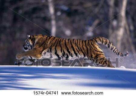 Side profile of a Siberian Tiger running in the snow (Panthera tigris altaica) View Large Photo Image Stock Image - Side profile of a Siberian Tiger running in the snow (Panthera tigris altaica). Fotosearch