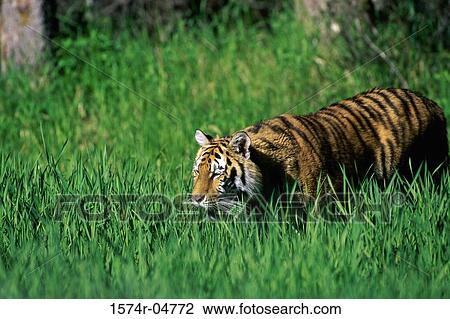 Stock Image - Side profile of a Siberian Tiger (Panthera tigris altaica). Fotosearch