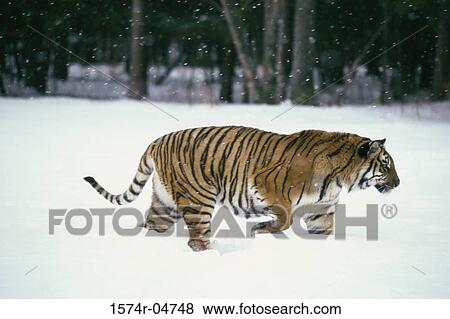 Side profile of a Siberian Tiger walking in the snow (Panthera tigris altaica) View Large Photo Image Stock Photo - Side profile of a Siberian Tiger walking in the snow (Panthera tigris altaica). Fotosearch