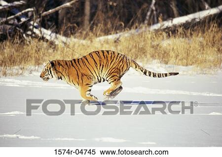 Stock Photography - Side profile of a Siberian Tiger running in the snow (Panthera tigris altaica). Fotosearch